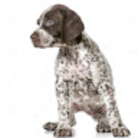 gspdog05